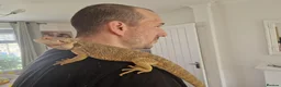 Bearded Dragon reptiles for sale: Mango the bearded dragon  in Harlow - Advert 7
