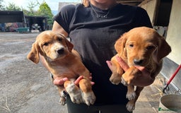 Springador dogs for sale: Gorgeous Red Labrador X puppies  - Image 2