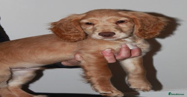 Cocker Spaniel dogs KC Full Pedigree Cocker Spaniel Available ⭐️ - Advert 9