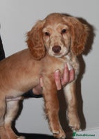 Cocker Spaniel dogs KC Full Pedigree Cocker Spaniel Available ⭐️ - Advert 8