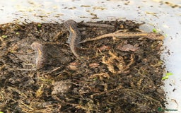 Newt reptiles for sale: 4 x Alpine Newts - efts 2025 - Image 1