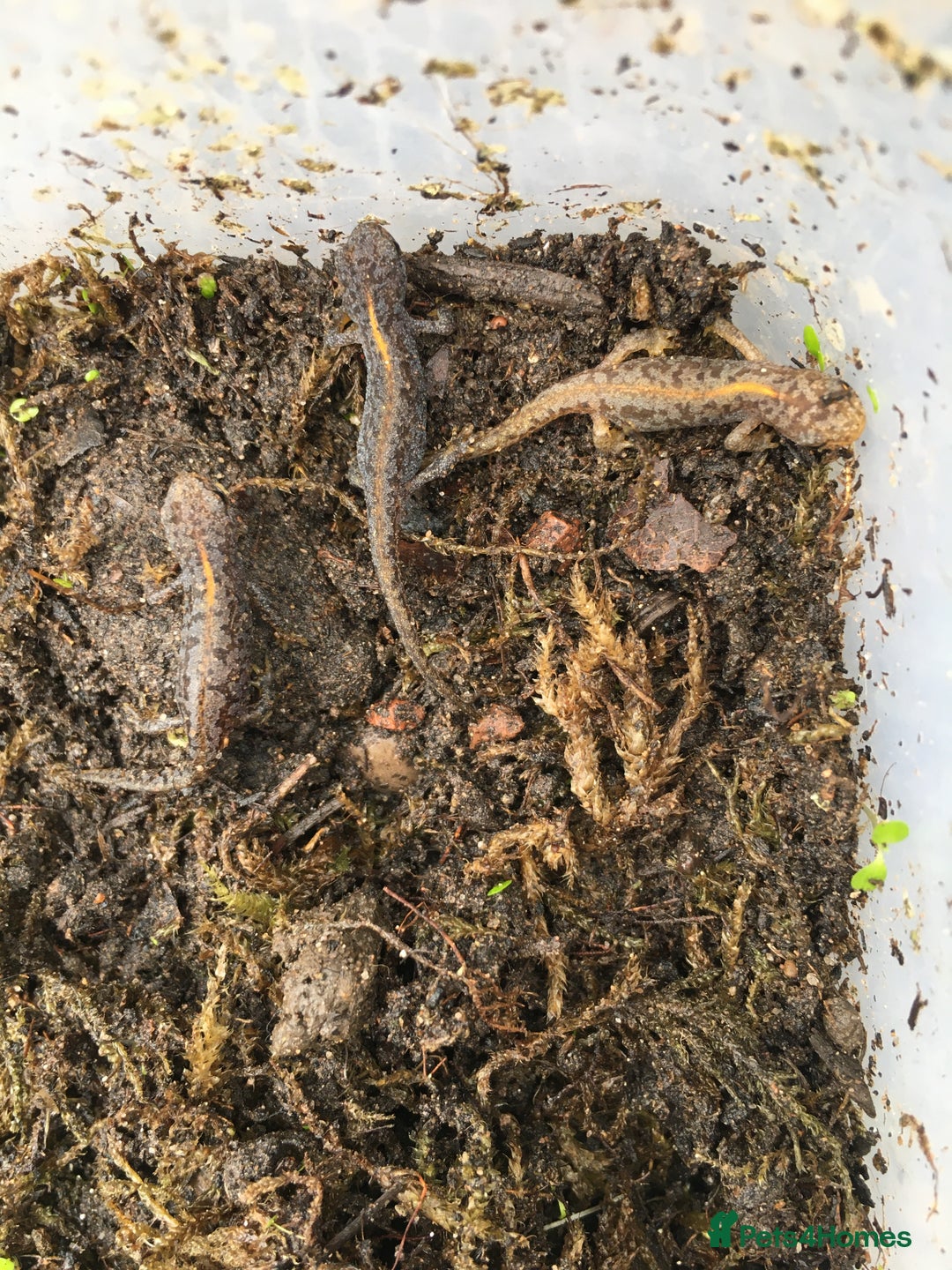 Newt reptiles for sale: 4 x Alpine Newts - efts 2025 - Image 1