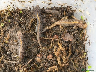 Newt reptiles - Advert 4