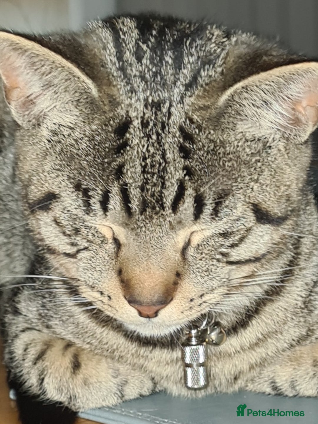 Bengal cats for sale: Walter, free to a good home  - Advert 6