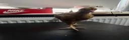 Chickens poultry for sale: Multi coloured mixed breed hybrid chicks  - Advert 6