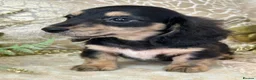 Miniature Dachshund dogs for sale: KC Long Coat Miniature Dachshund Puppies - Advert 10