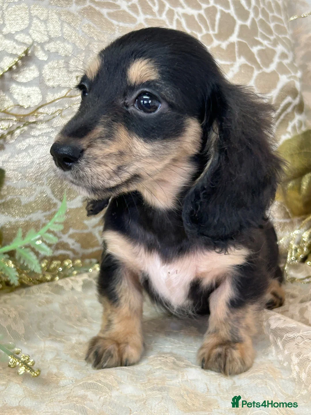 Miniature Dachshund dogs for sale: KC Long Coat Miniature Dachshund Puppies - Advert 10