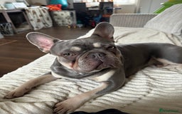French Bulldog dogs for stud: French Bulldog for Stud! KC Registered! in Chester - Image 3