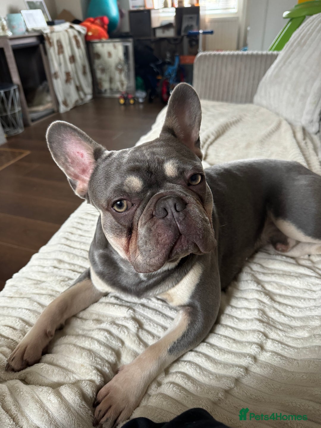 French Bulldog dogs for stud: French Bulldog for Stud! KC Registered! in Chester - Image 3