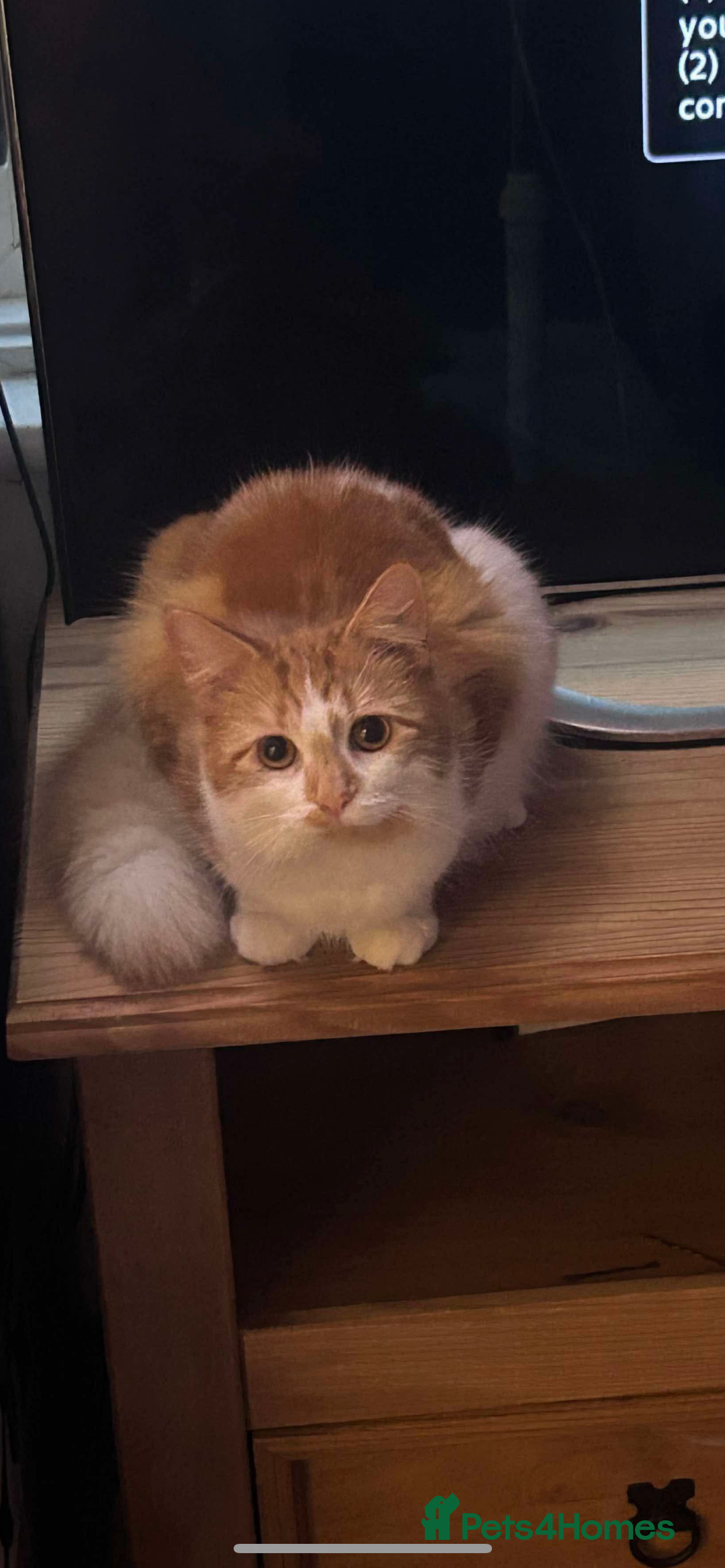 Mixed Breed cats for sale: Ginger, Black & White Kittens  - Advert 10