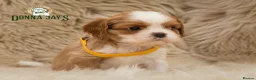 Cavalier King Charles Spaniel dogs for sale: ✨ DONNAJAYS CAVALIER KING CHARLES SPANIEL ✨ - Advert 9