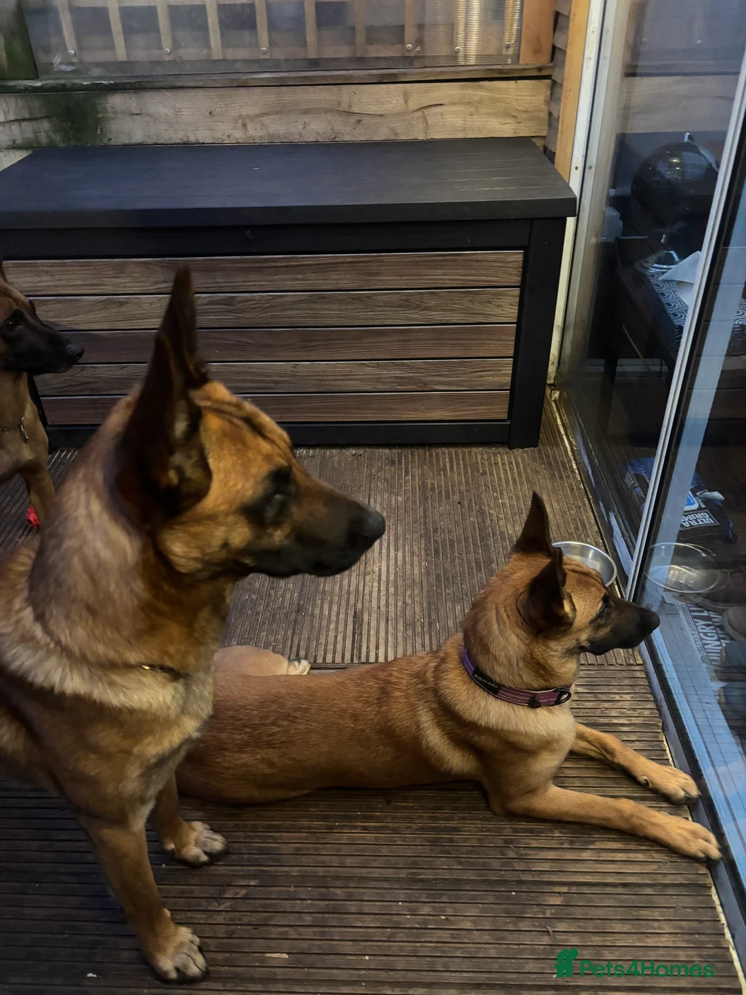 Mixed Breed dogs for sale: Malinois x GSD girl - Advert 3