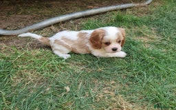 Cavalier King Charles Spaniel dogs for sale: Beautiful Blenheim puppies  - Image 13