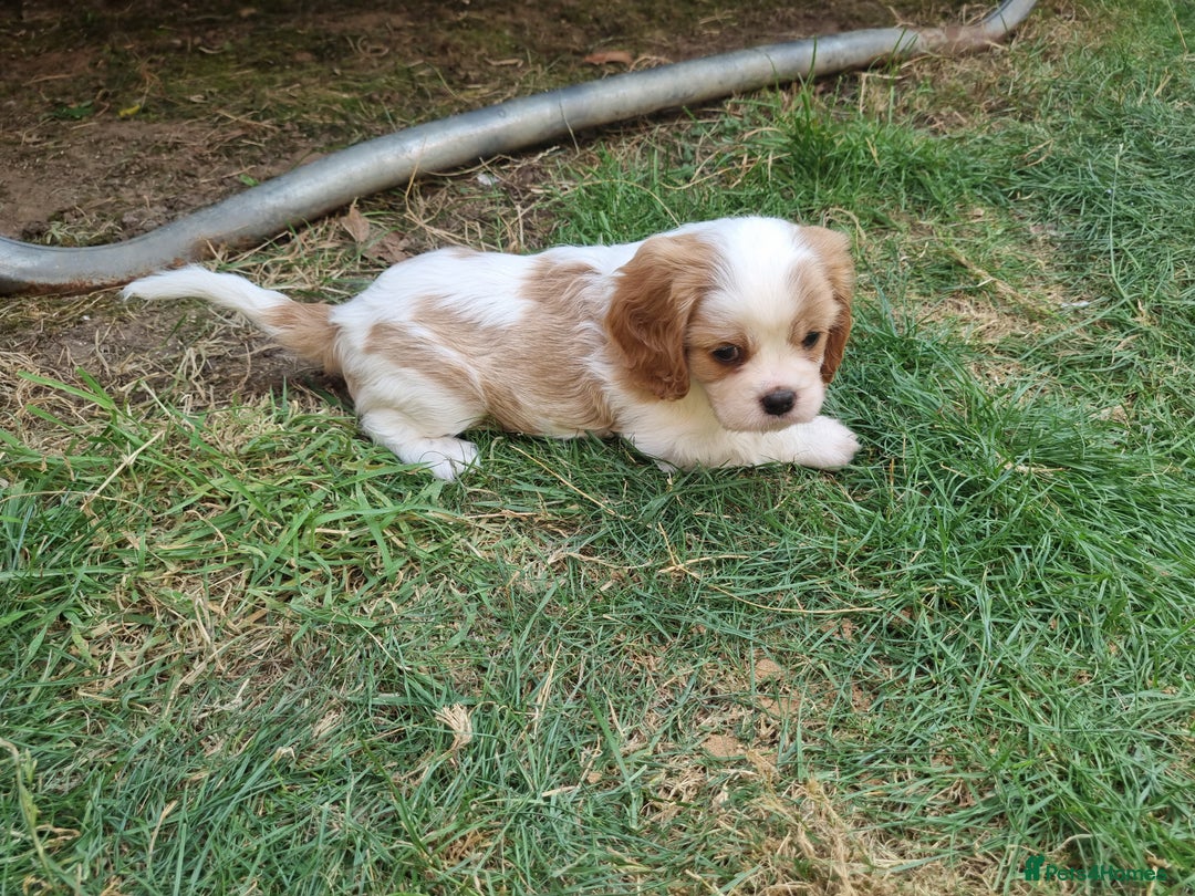 Cavalier King Charles Spaniel dogs for sale: Beautiful Blenheim puppies  - Image 13