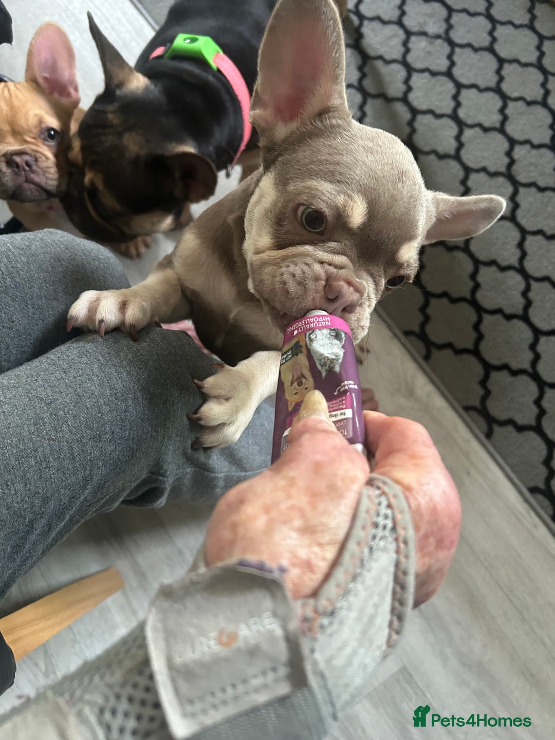 French Bulldog dogs for sale: French Bulldog Puppies in Sowerby Bridge - Image 18