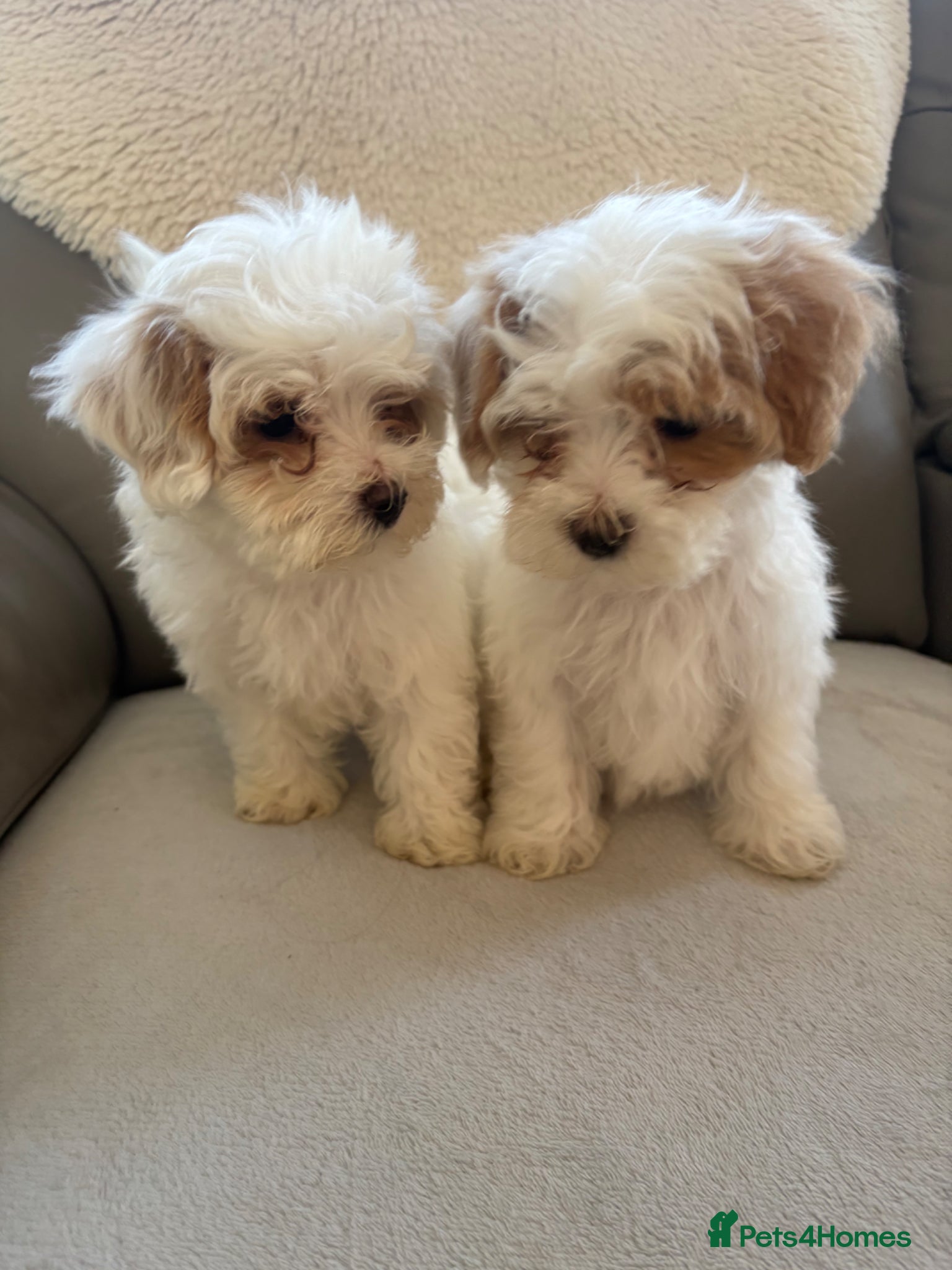 Maltipoo dogs Toy f1 Maltipoo puppies  - Advert 1