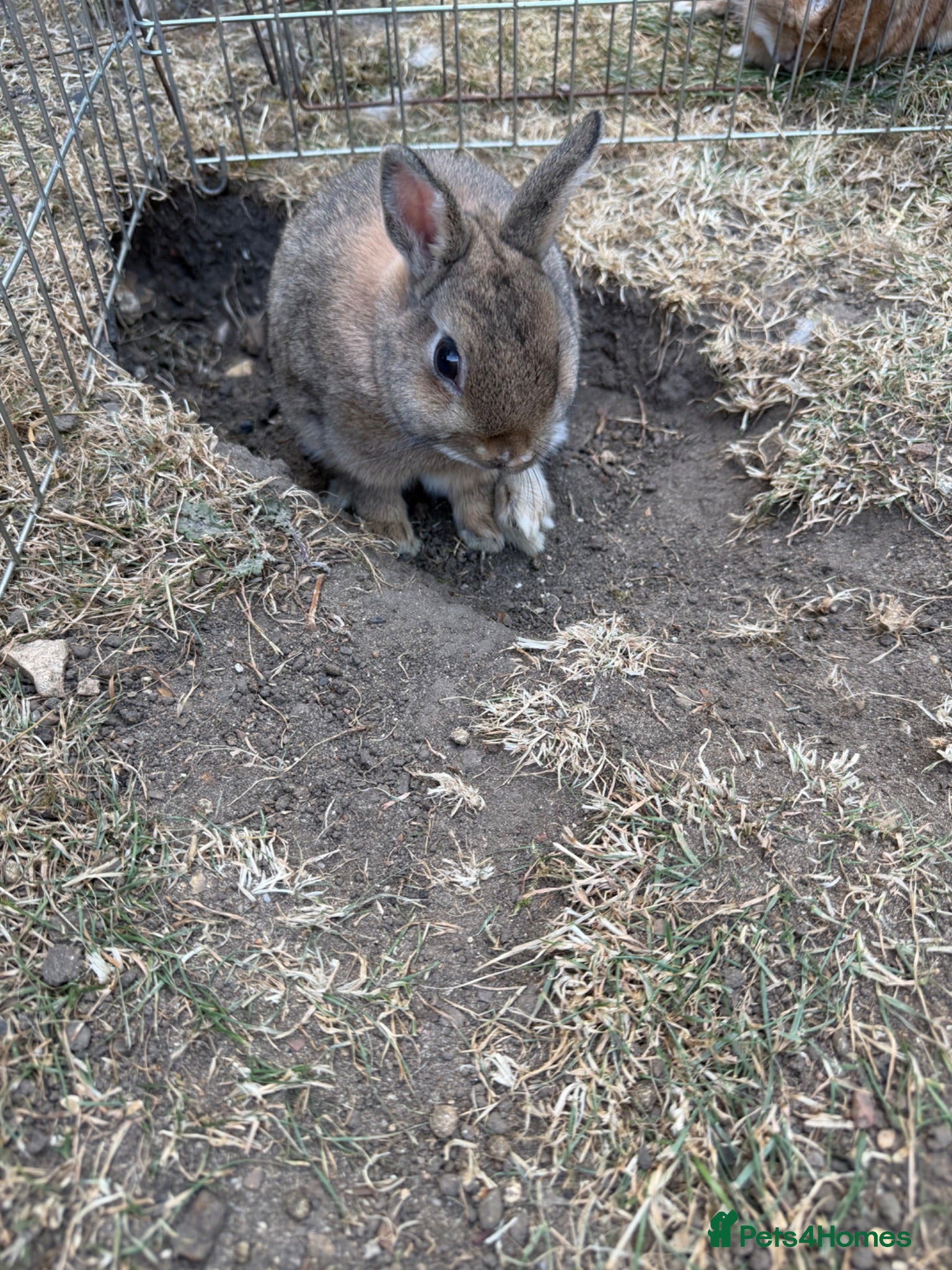 Netherland Dwarf rabbits Adorable Netherlands Dwarfs - Advert 2