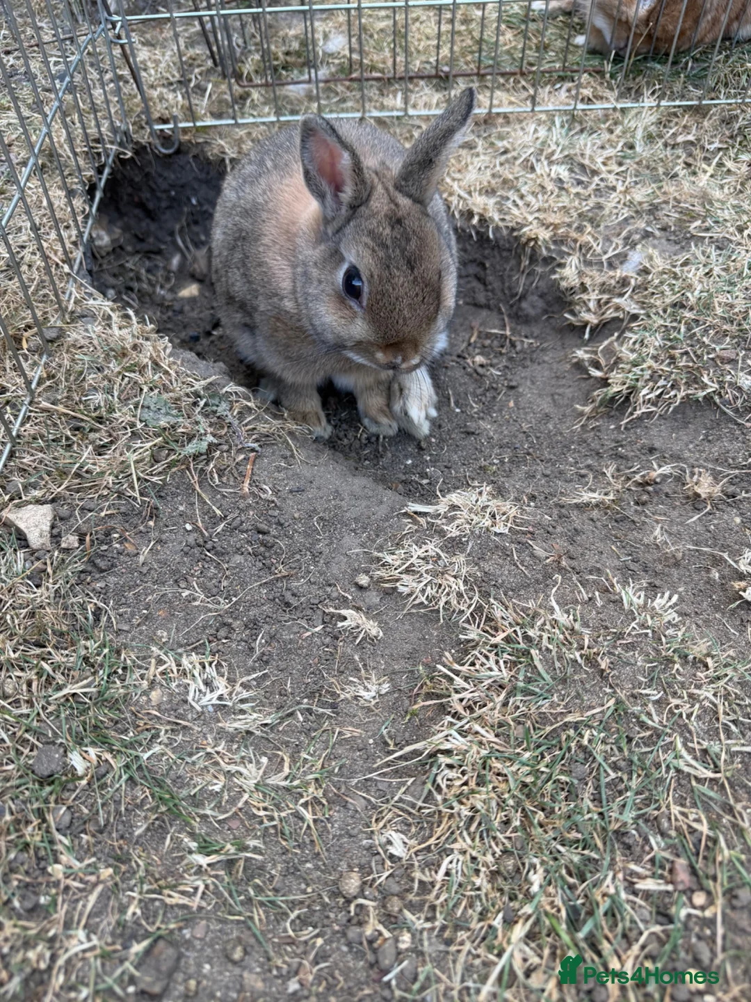 Netherland Dwarf rabbits for sale: Adorable Netherlands Dwarfs - Advert 2