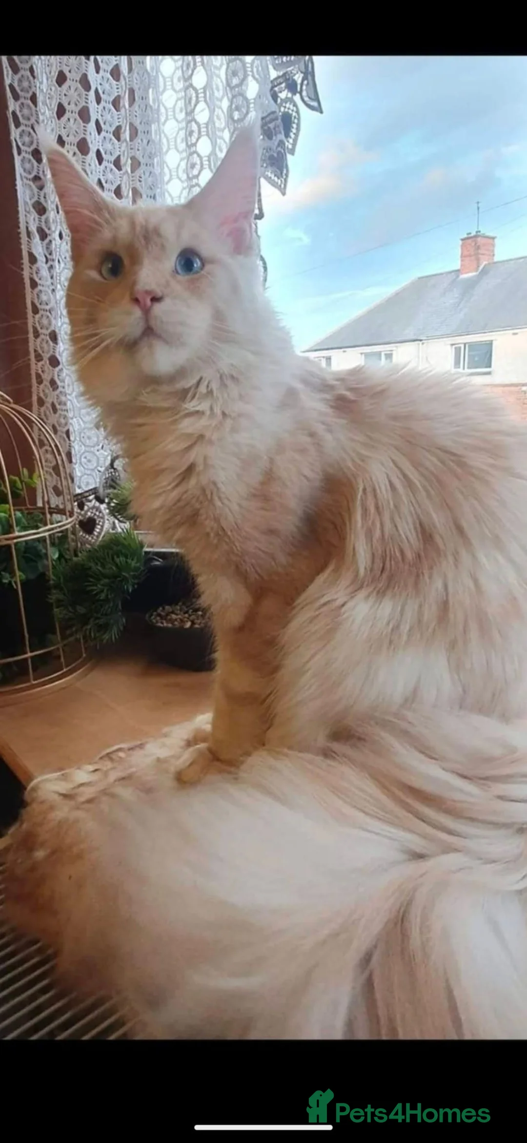 Maine Coon cats for sale: Pedigreed Maine Coon kittens - Advert 18