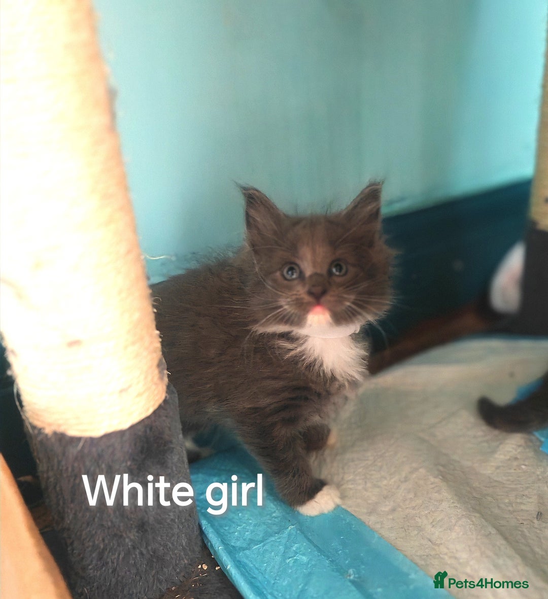 Ragcoon cats for sale: Amazing ragcoon kittens looking for lovely home  - Image 15