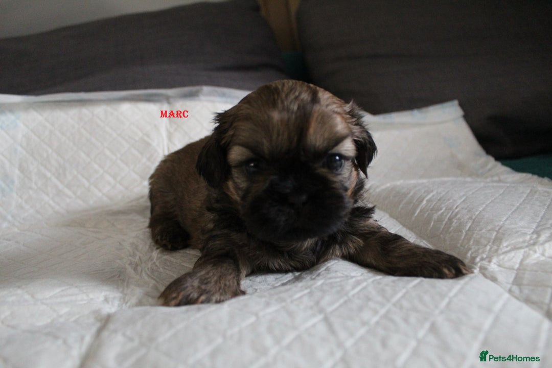 Shih Tzu dogs for sale: LOVELY SHIH TZU PUPPIES LIVER GENE  - Advert 6