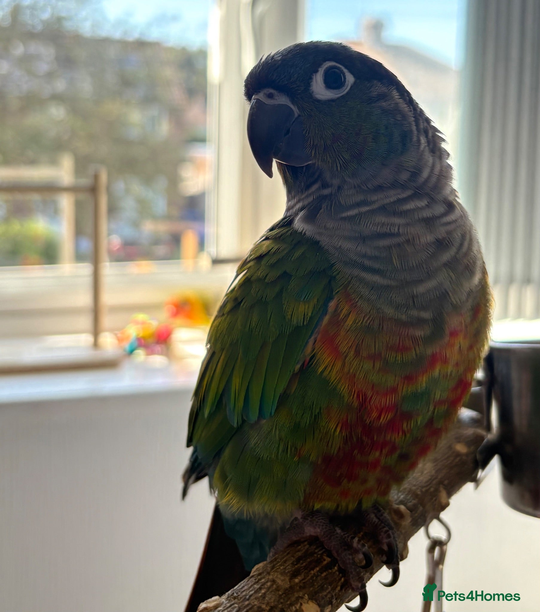 Conures birds Green cheek conure   - Advert 15