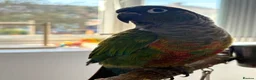 Conures birds for sale: Green cheek conure   - Advert 1