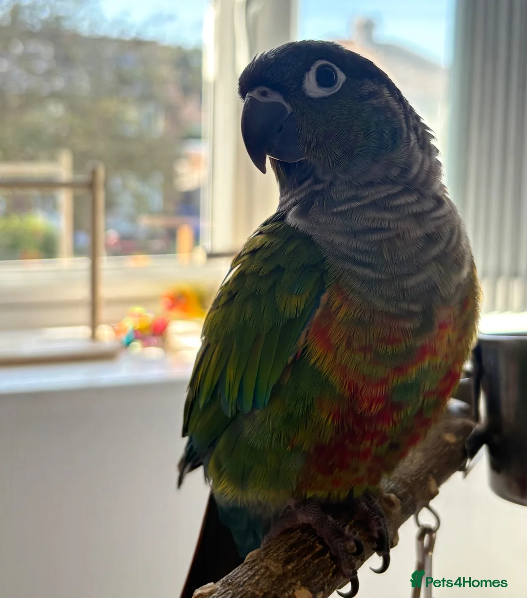 Conures birds for sale: Green cheek conure   - Advert 1