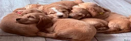 Cocker Spaniel dogs for sale: Last KC Golden Show Cocker Spaniel Boy Puppies - Advert 10