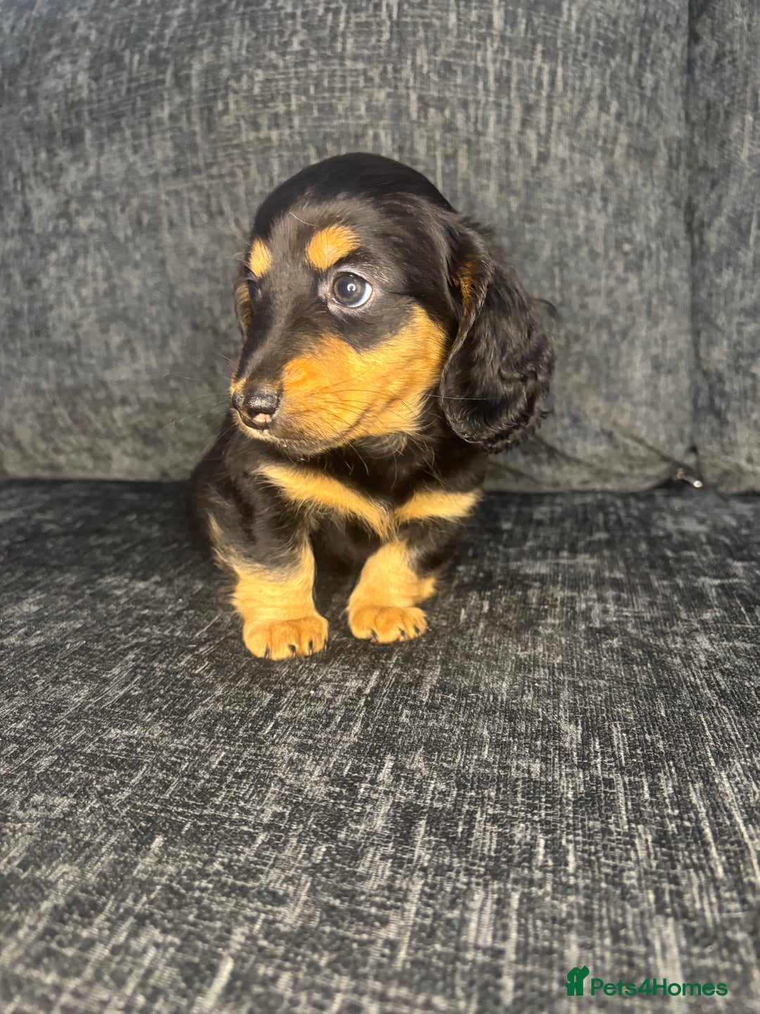Miniature Dachshund dogs for sale: Champion Longhaired Miniature Dachshund Puppies - Advert 35