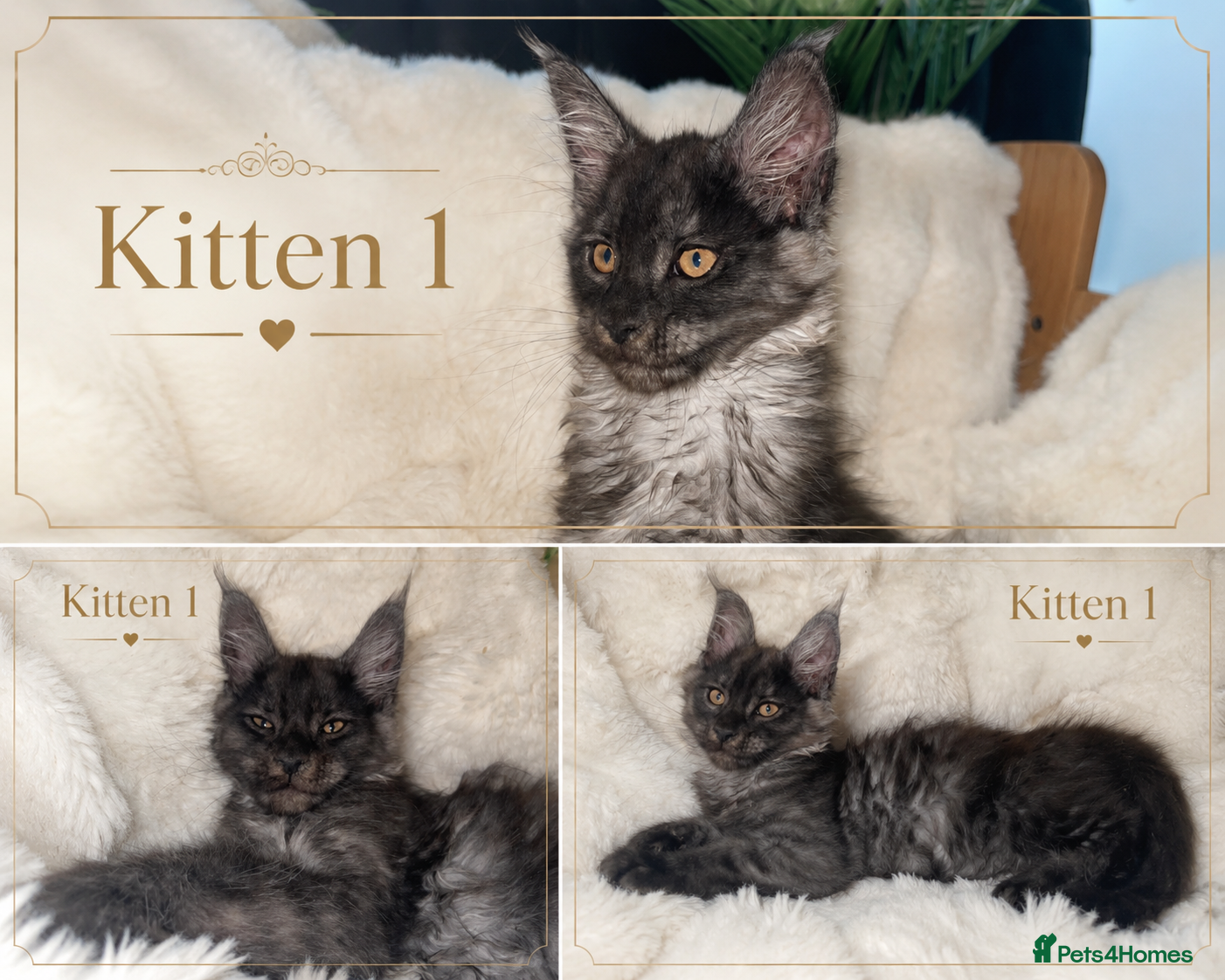 Maine Coon cats 🖤 Rare Black Smoke Pedigree Girls 🖤 Only 2 Left! - Advert 2