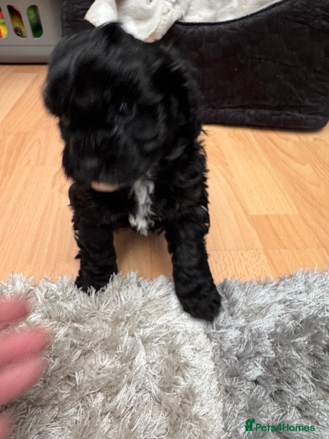 Mixed Breed dogs for sale: Shihpoo puppies  - Advert 12