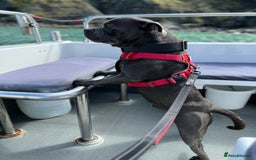 Staffordshire Bull Terrier dogs for stud: KC Registered Blue Staffy Stud–DNA Clear–Proven - Image 9