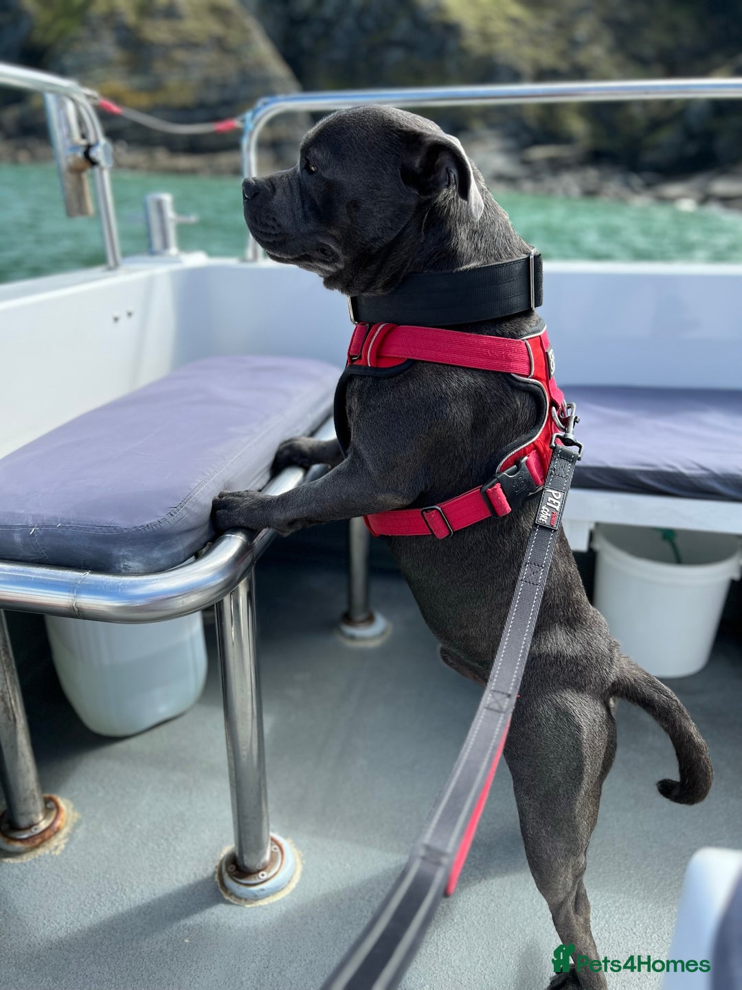 Staffordshire Bull Terrier dogs for stud: KC Registered Blue Staffy Stud–DNA Clear–Proven - Image 9