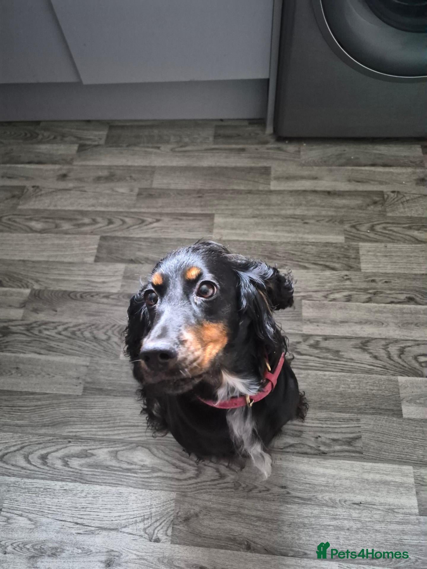Cocker Spaniel dogs Little beauty  - Advert 1