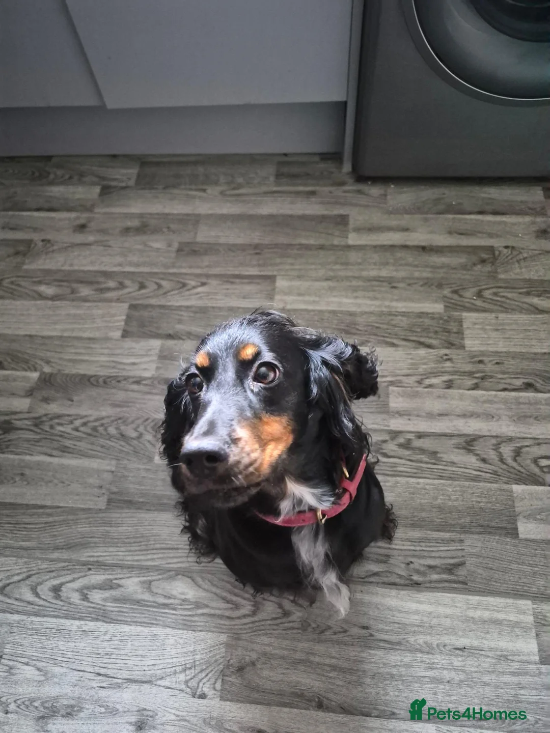 Cocker Spaniel dogs for sale: Little beauty  - Advert 1