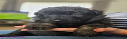 German Shepherd dogs for sale: Lovely litter of GSD puppies  - Advert 5