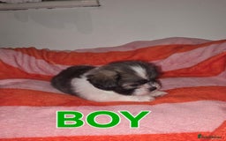 Shih Tzu dogs for sale: Shih tzu  - Image 4