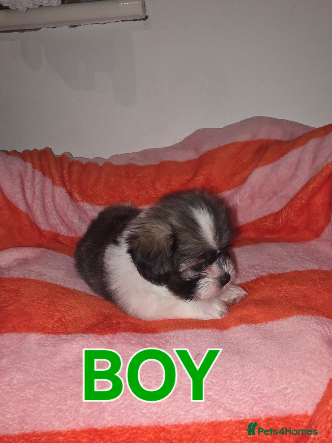 Shih Tzu dogs for sale: Shih tzu  - Image 4