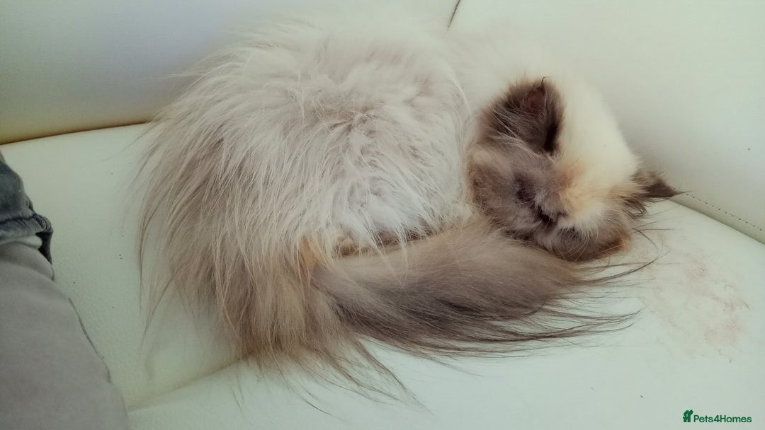 Persian cats for sale: Persian girl rehoming  - Image 12