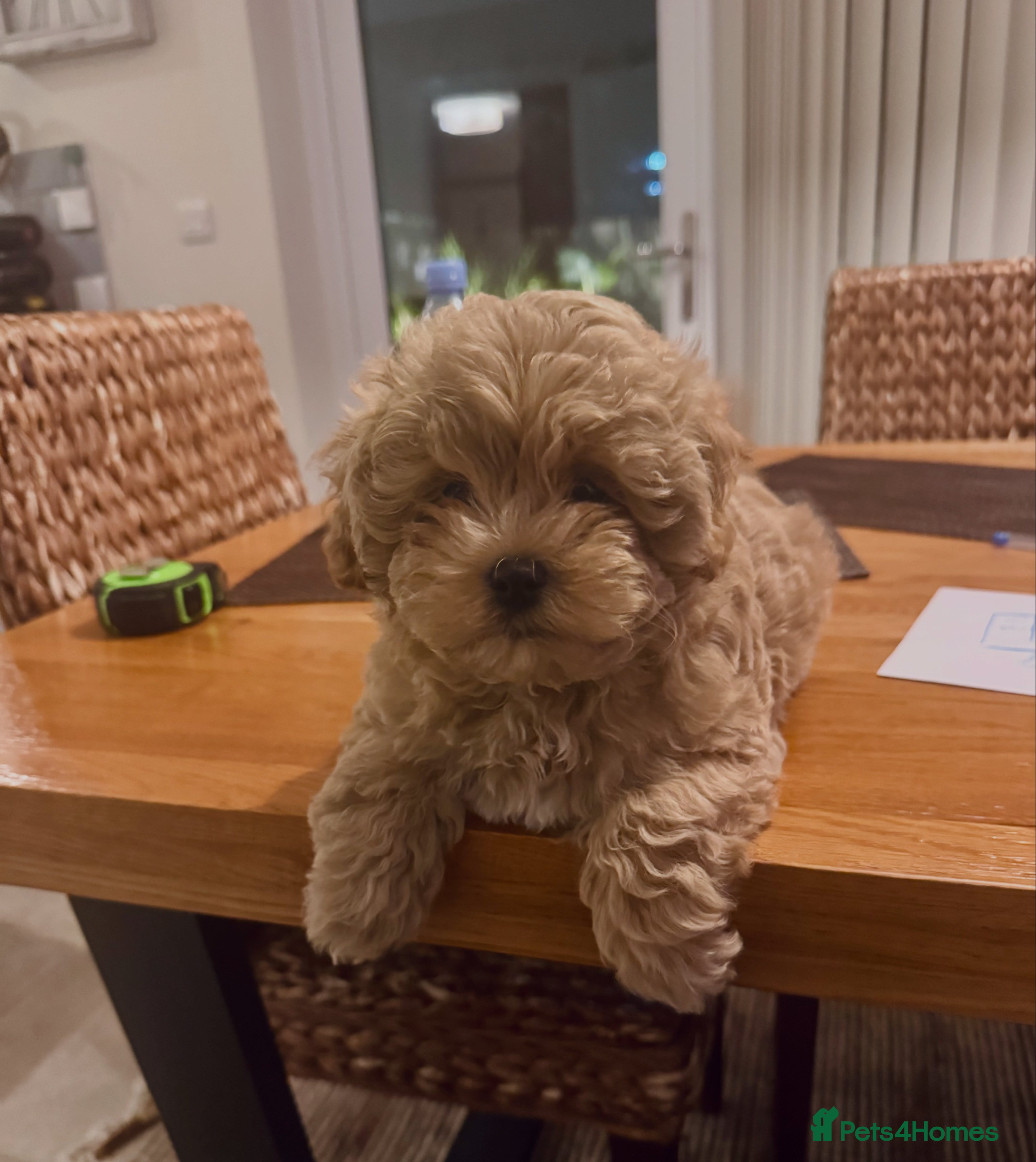 Maltipoo dogs Maltipoo - Advert 1