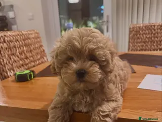 Maltipoo dogs Maltipoo - Advert 1