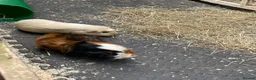 Guinea Pig rodents for sale: 2 pairs of guinea pigs  - Advert 3