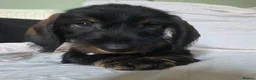 Dachshund dogs for sale: 1 kc registered standard wire puppy remaining  - Advert 5