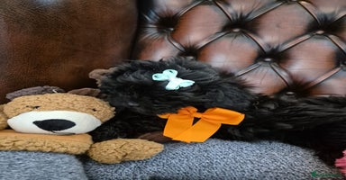 Shihpoo dogs - Advert 11