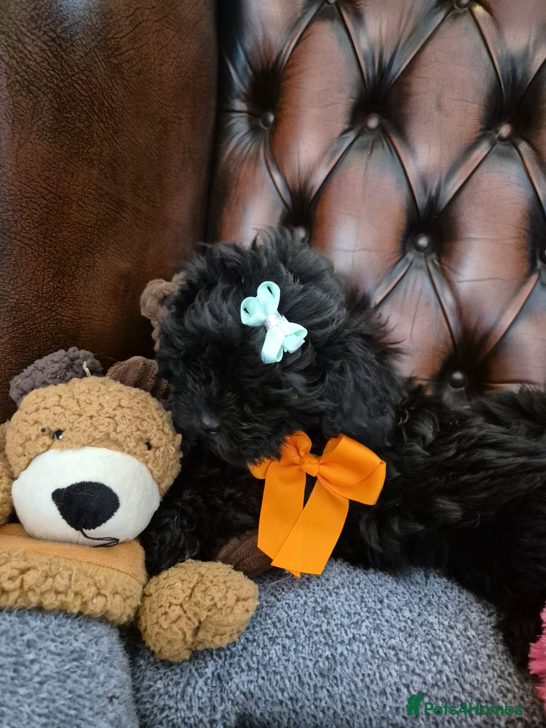 Shihpoo dogs for sale: Shihpoo puppys ready now - Image 2