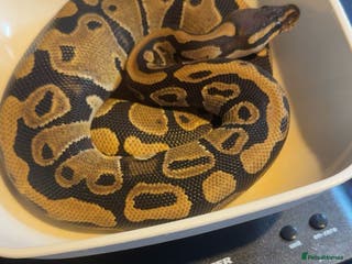Python Snake reptiles Royal/ball python - Advert 8