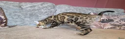 Bengal cats for sale: 🖤🤎 Beautiful Bengal 🤎🖤 - Advert 4