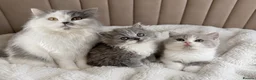 British Shorthair cats for sale: British Short Hair kittens GCCF REG - Advert 1