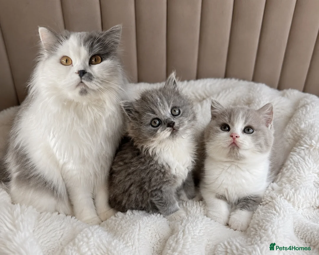 British Shorthair cats for sale: British Short Hair kittens GCCF REG - Advert 1